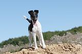 FOX TERRIER POIL LISSE 010